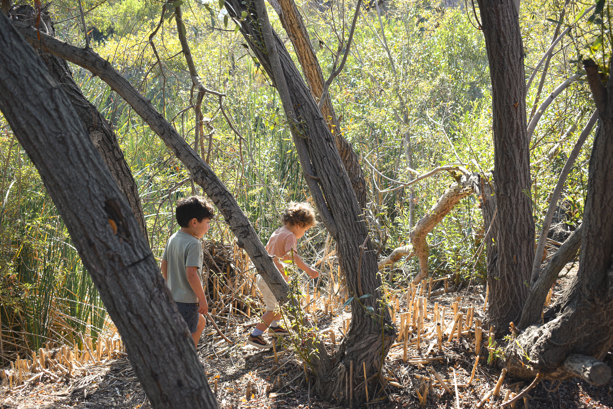 Two boys exploring among trees and brush in dappled sunlight