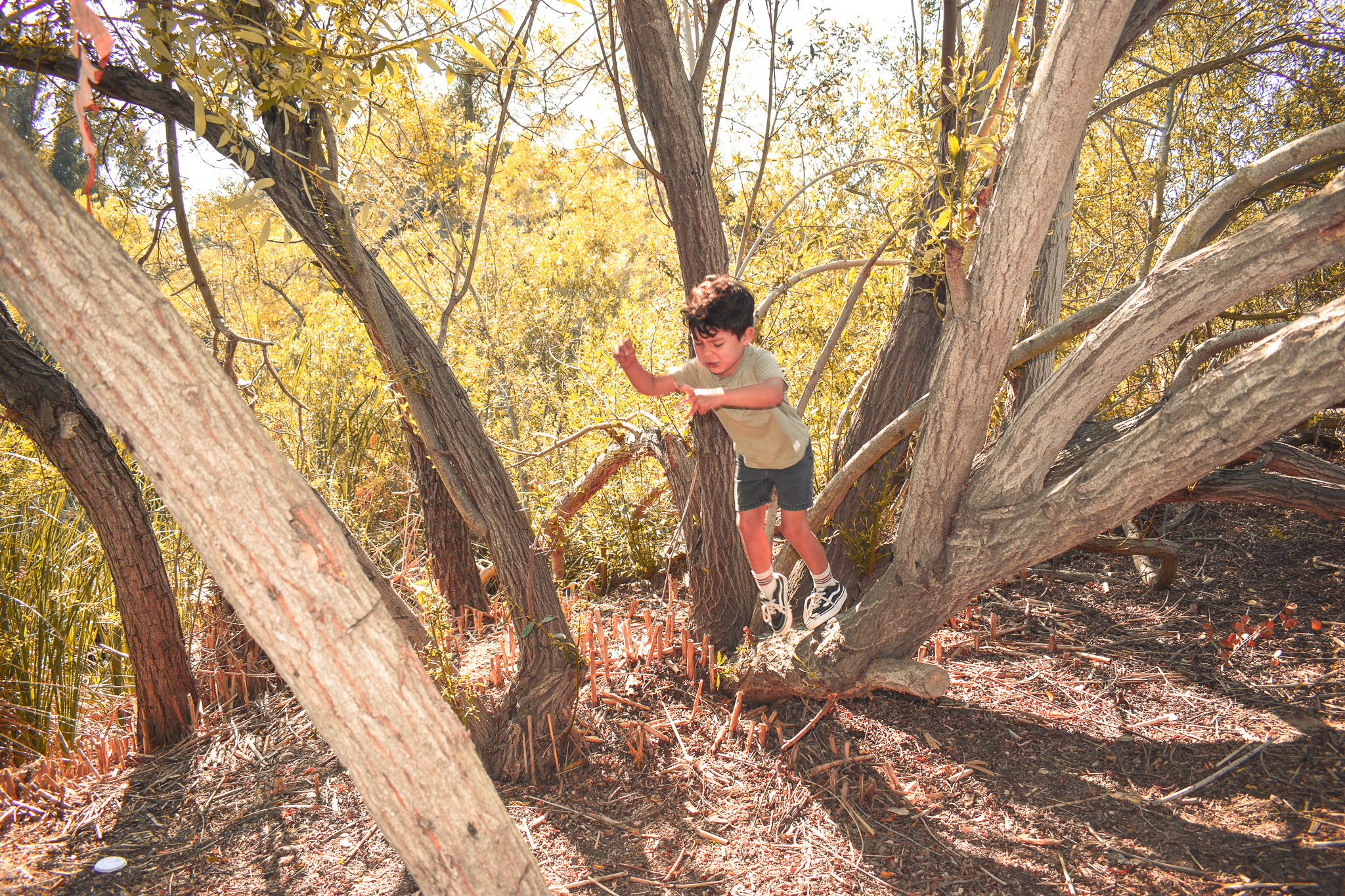 Child climbing through trees in the forest at Wild Sprouts Nature School