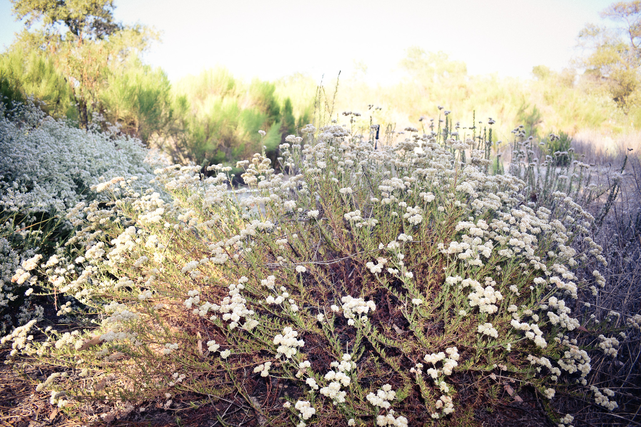 Wild white flowers blooming in golden morning light